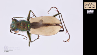 A beetle from the collection of Ezra Day.