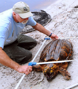 A man measures a turtle on a beach.