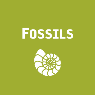 Fossils Icon