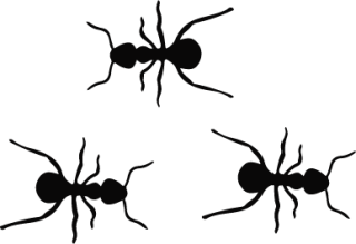Image of three black ants