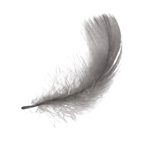 Image of a grey feather