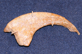 A raptor claw