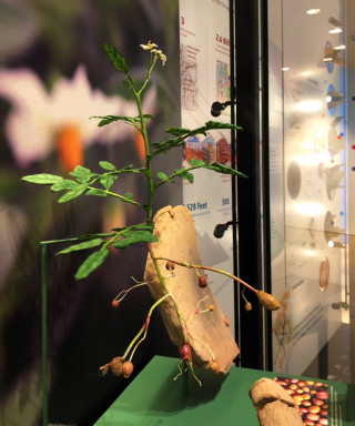 A model of an ancient potato plant found in Utah. 