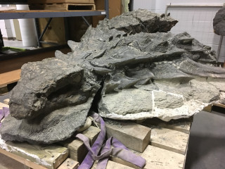 The fossil of an armored dinosaur, showing the various spikes and plates in place.