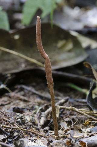 Cordyceps fruiting bodies can grow several inches tall. Photo © NHMU.