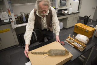 Eric Rickart displays a prepared fox squirrel specimen at NHMU. Photo © NHMU