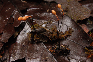 Chordycpes fruiting bodies growing from the heads of dead beetles. Photo © NHMU.