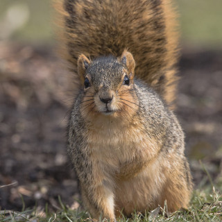 Fox squirrel photo by Corey Lee via Shutterstock.