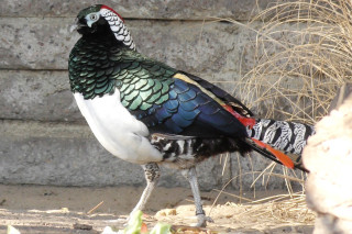 Lady Amherst&#039;s Pheasant