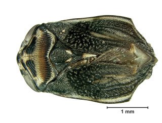 Image of the new species of spittlebug. 