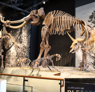 Fossils of Mammoth, baby mammoth, saber tooth cat, and others