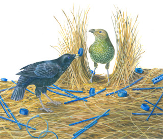 A painting of birds by the artist.