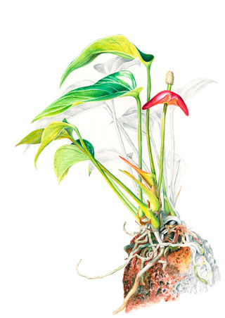 A painting of a plant by the artist. 