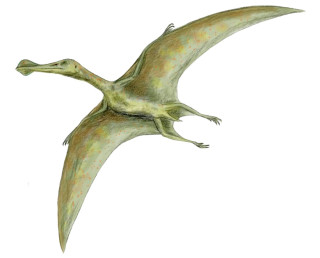 Pterodactyls And Other 'Flying Dinosaurs' Were Actually Di-not-saurs