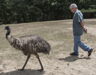 Farlow walks next to an ostrich. 