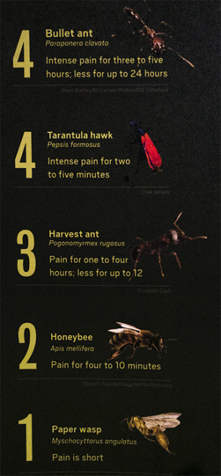 tarantula hawk stinger