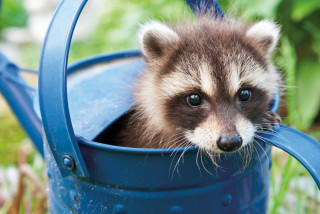 A raccoon sitting inside a watering can