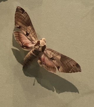 Image of a Poplar Sphinx Moth