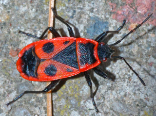 red bugs with black dots