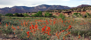 Flowers blooming in Range Creek