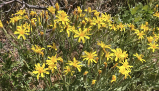 yellow flowers of hawksbeard