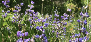 purples flowers (lupine)