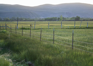 image of a wet field with tall green grass