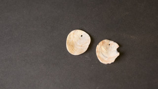 Shell Earings discovered at Baker Village. Exotic objects like shell are evidence of a broad trade network.Photo © NHMU.