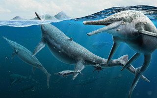 Ichthyosaurs in water. 