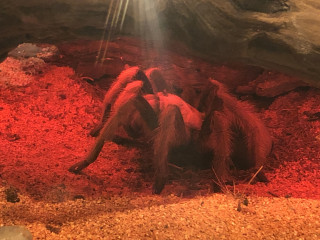Image of a tarantula under a heat lamp
