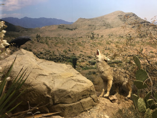 Taxidermy of Coyote and Raven