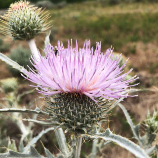 A thistle flower