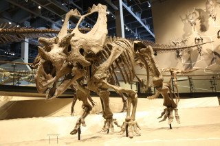 Utahceratops