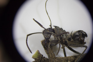 Cordyceps infected ant. Photo © NHMU/Bryn Dentinger.