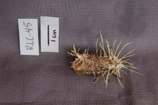 There are many species of Cordyceps, each of which with unique characteristics. Photo © NHMU.