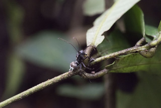 Zombified ant discovered by Bryn Dentinger. Photo © NHMU.