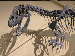 The skeleton of an Allosaurus, a carnivorous dinosaur with short arms and long legs.