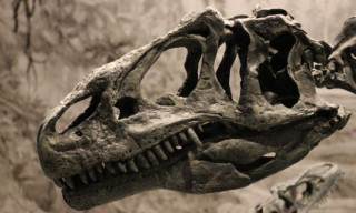 The skull of the Jurassic dinosaur Allosaurus. This carnivore is recognizable by its many sharp teeth, long face, and horns in front of the eyes.