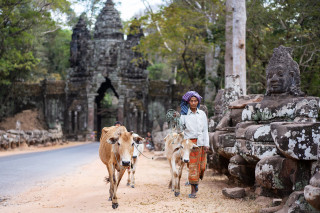 A herder with cattle at Angkor.