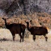 Animals of Range Creek