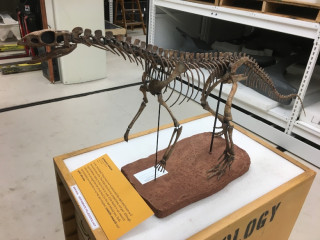 supersaurus skeleton