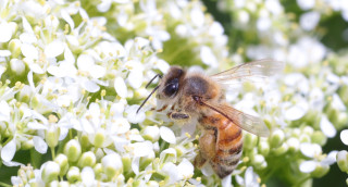 A close-up of a honeybee among a background of white flowers.