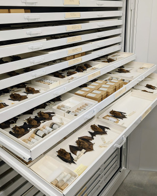 Collections drawers of bats at NHMU.