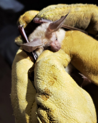 A bat in the gloved hands of a researcher. ©NHMU