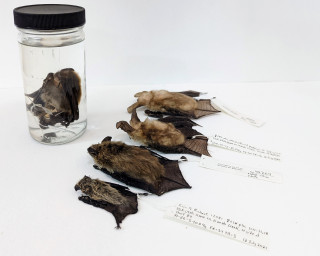 Bat specimens at NHMU.