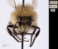 A close up photo of a bee. 