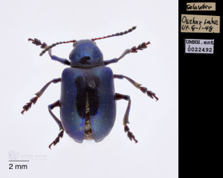 A close up photo of a blue beetle.