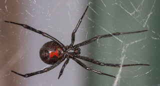 A black widow. 