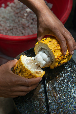 Cacao split in two to reveal beans inside. 