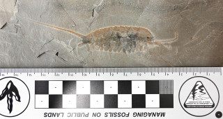 A soft-bodied Cambrian fossil that looks like a kind of shrimp.